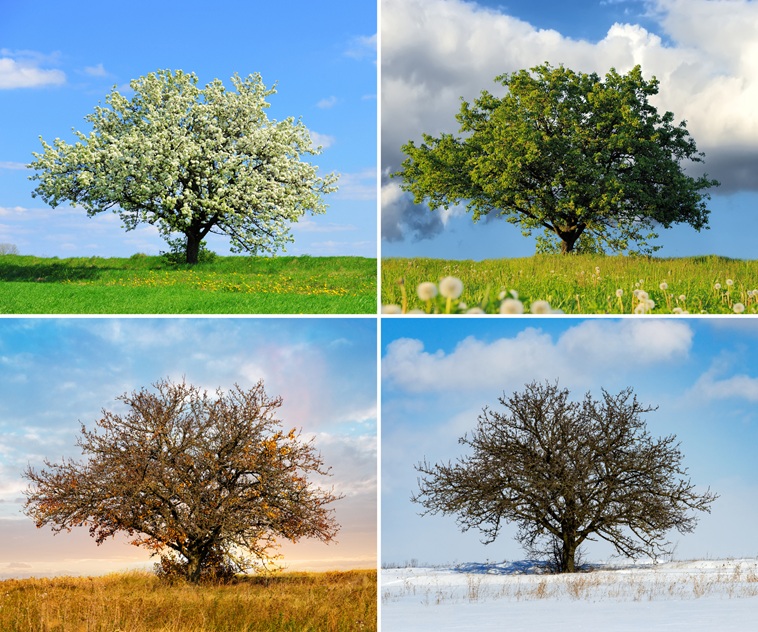 A tree depicted in all four seasons